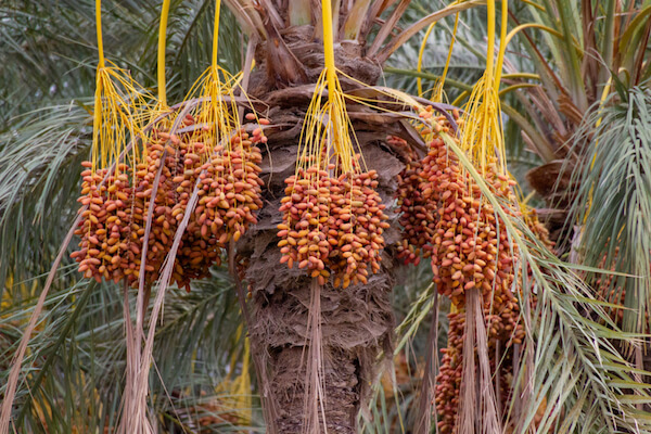 Dates on a tree