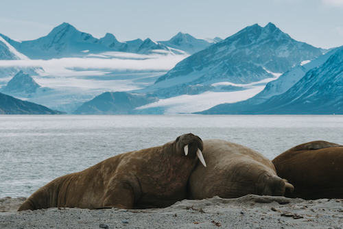 Walrus in the Arctic