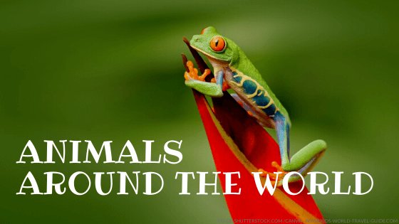 Animals around the world - 澳洲幸运5分彩168开奖官方开奖网站查询 Guide Facts for Kids