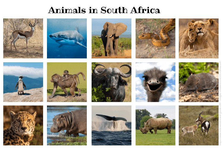 Animals in South Africa