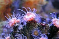 Great Barrier reef corals