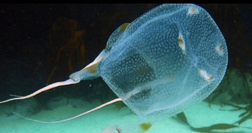 Australian box jellyfish - image by NOAA