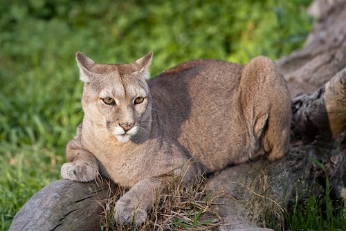 Chilean Puma