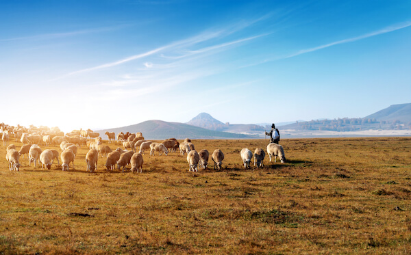 china sheep mongolia