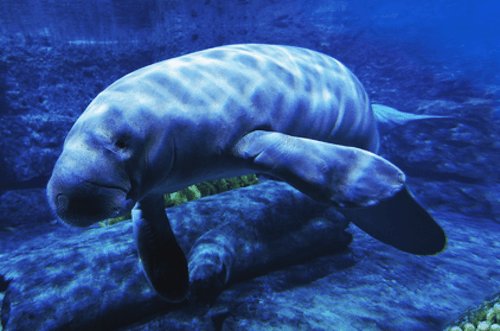 dugong