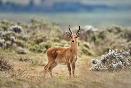 reedbuck