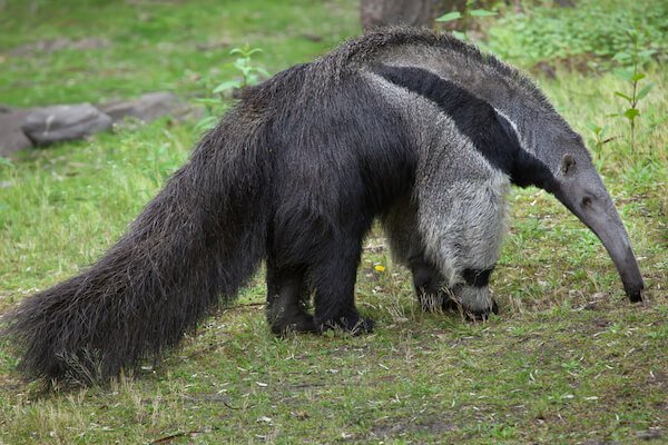 giant anteater