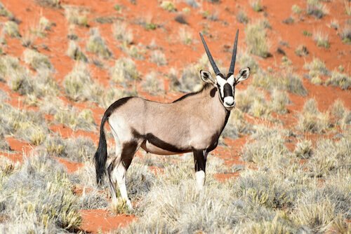 Oryx in Namibia