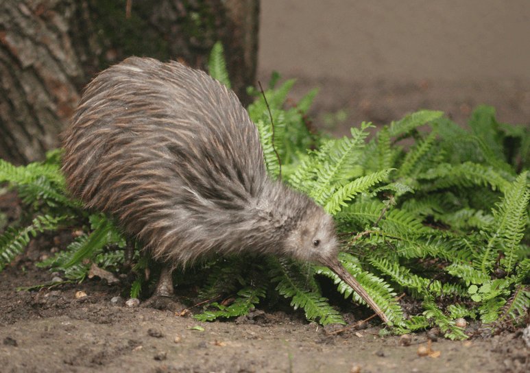 New Zealand Kiwi