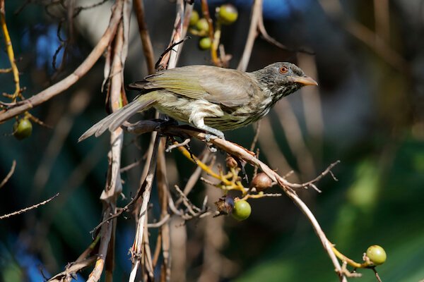 dominican republic palm chat bird