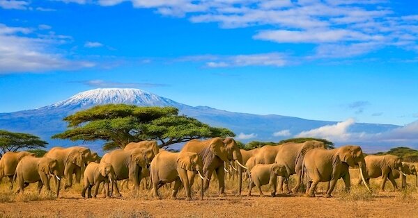 tanzania elephants kili