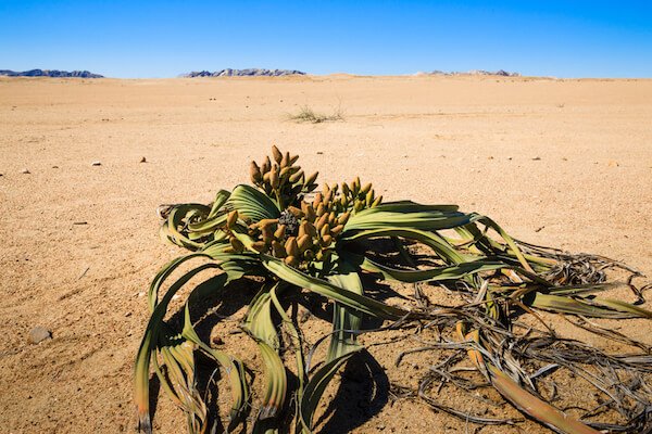 welwitschia