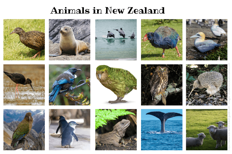 animals in new zealand