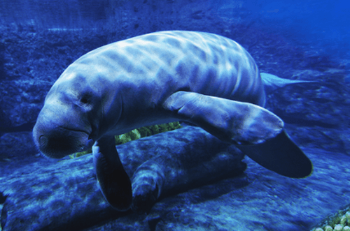 Dugongs