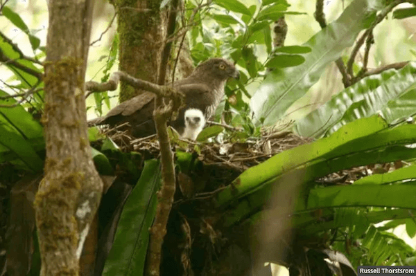 madagascar serpent eagle russell thorstsrom peregrine fund