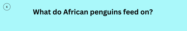 penguinquiz6